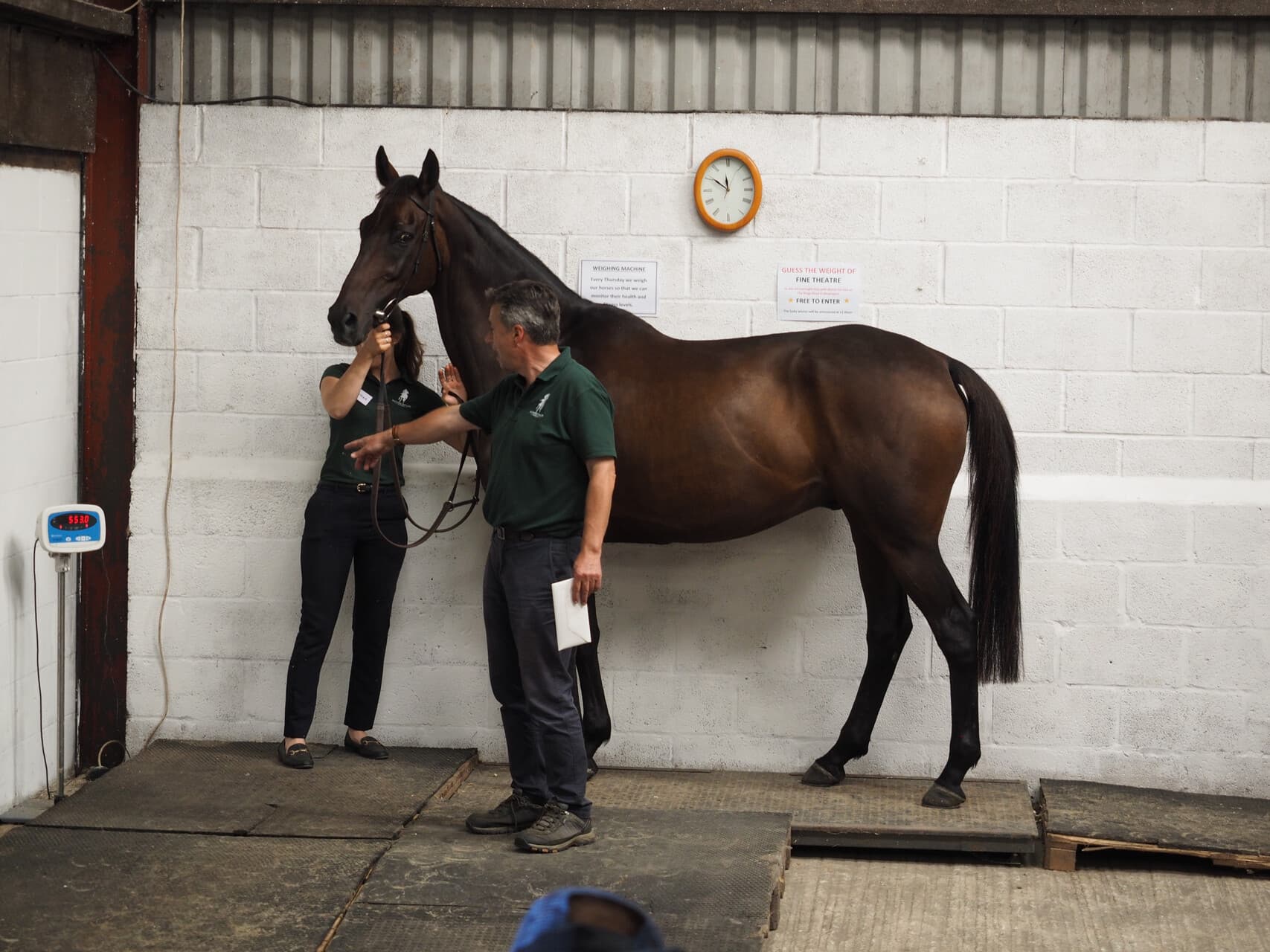 A racehorse being weighed in a working training yard